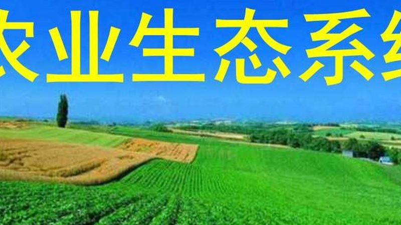 绿色食品包装背后的秘密：与普通食品的区别解析