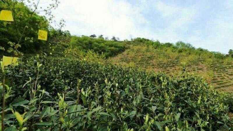 在进行绿色食品认证之前，首先需要满足一些基本条件。这些条件包括但不限于：
