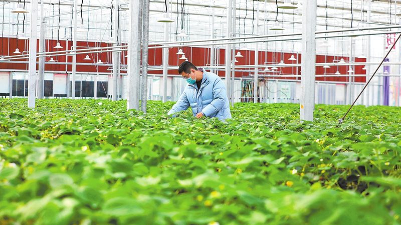 农民专业合作社分红比例：合理分配的奥秘
