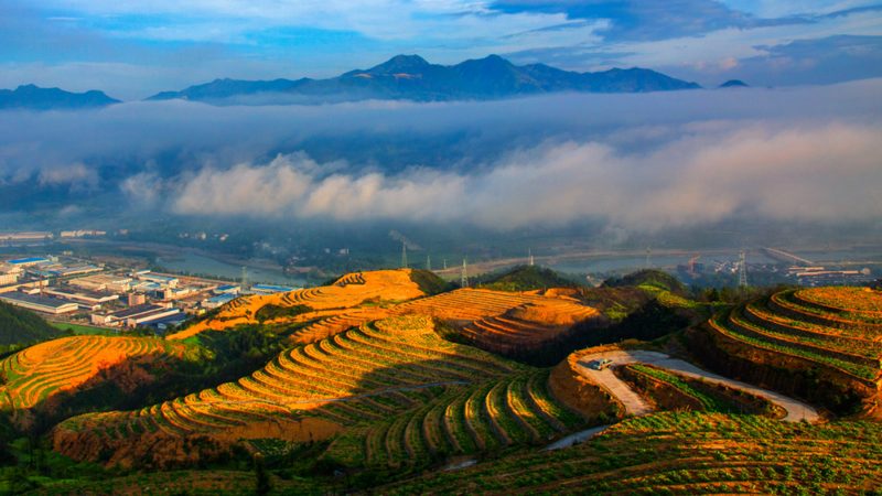 江西脐橙种植基地，如何挑选合适的代理？**