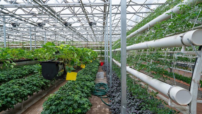 无人机喷药，种植大户病虫害防治新选择