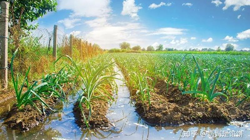 现代农业，小农场的机遇与挑战**